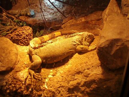 iguane